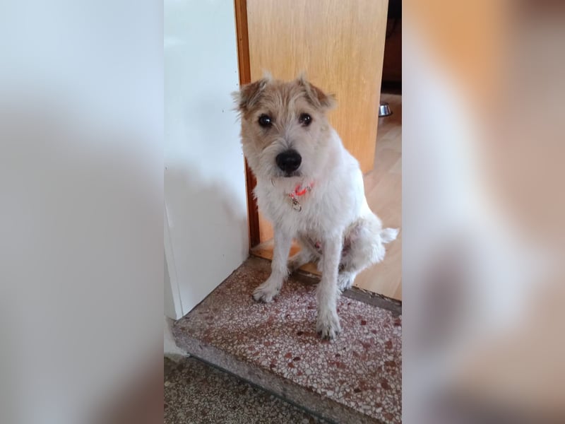 Melle, verspielter Junghund sucht liebevolle Familie , PS in 67483 Edesheim