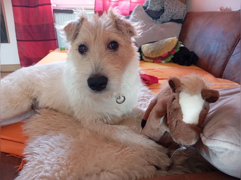Melle, verspielter Junghund sucht liebevolle Familie , PS in 67483 Edesheim