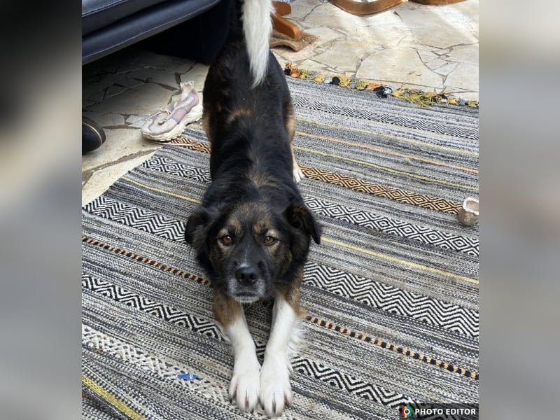 Woody, entspannter und unkomplizierter Begleiter, PS in 25767 Albersdorf