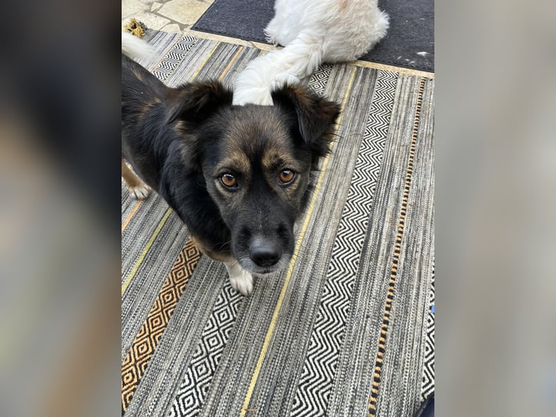 Woody, entspannter und unkomplizierter Begleiter, PS in 25767 Albersdorf