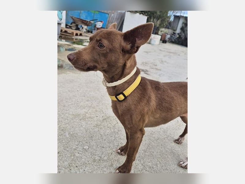 Venus (TO) kleine braune Zuckerschnute