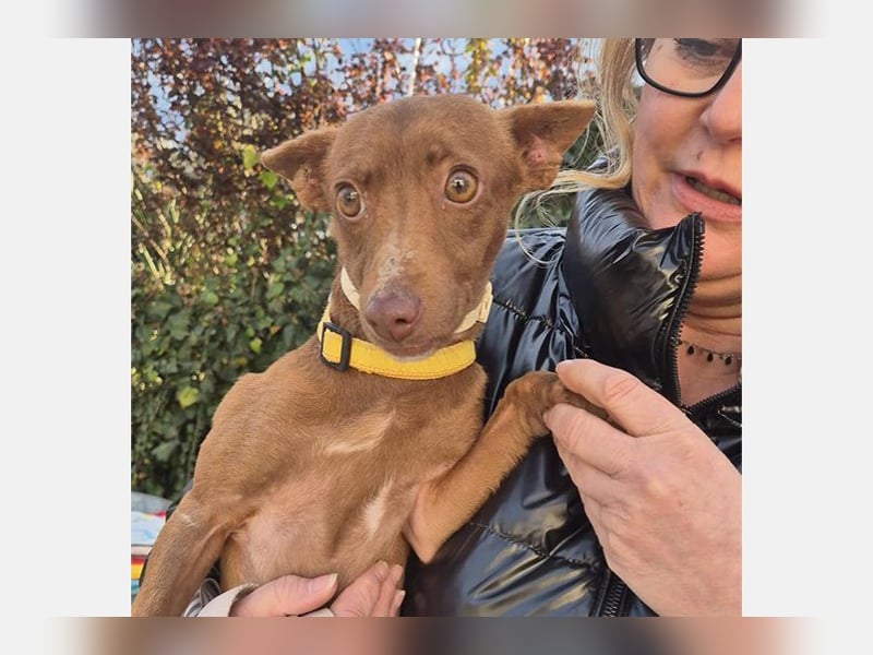 Venus (TO) kleine braune Zuckerschnute