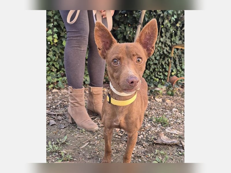 Venus (TO) kleine braune Zuckerschnute