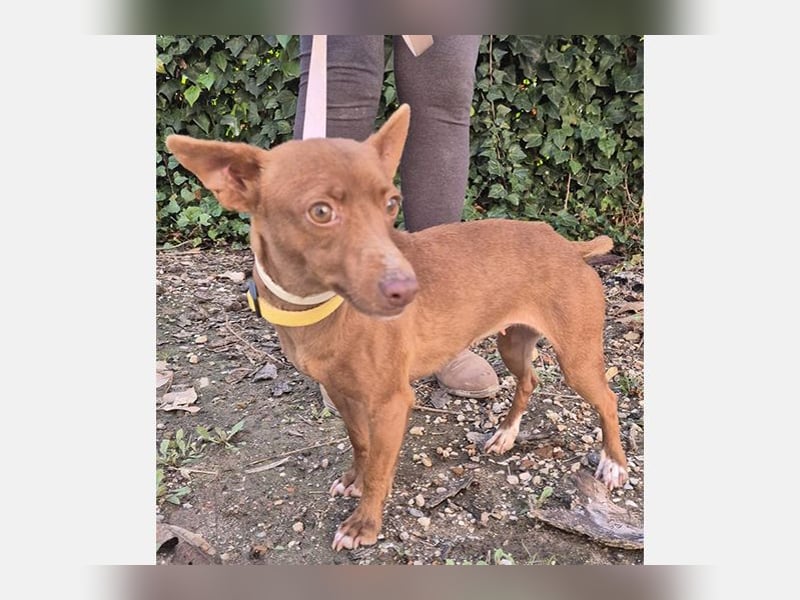 Venus (TO) kleine braune Zuckerschnute