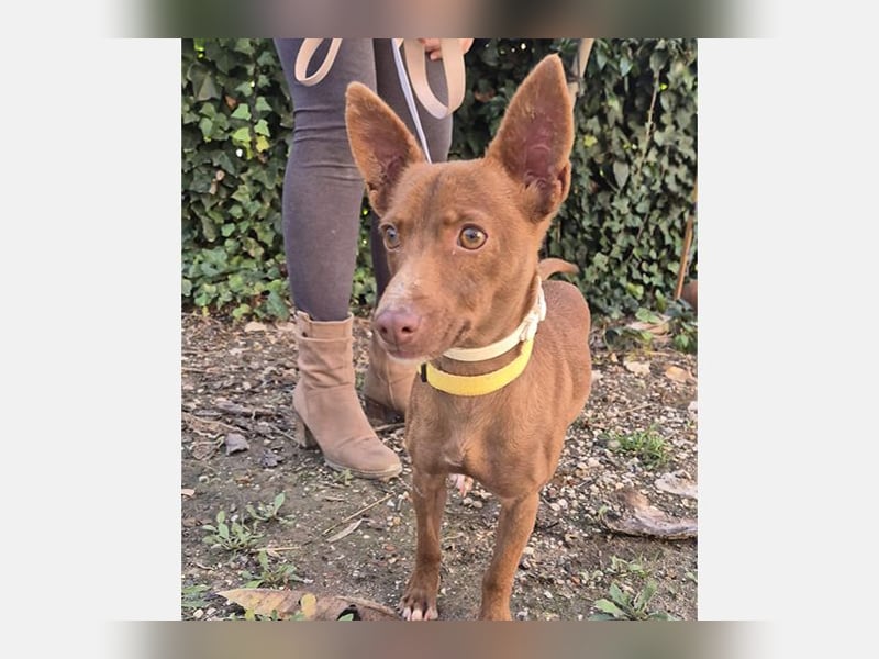 Venus (TO) kleine braune Zuckerschnute