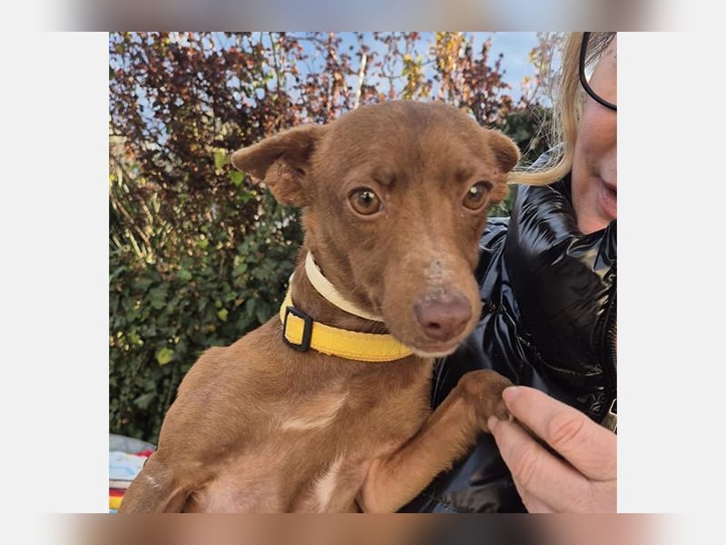 Venus (TO) kleine braune Zuckerschnute