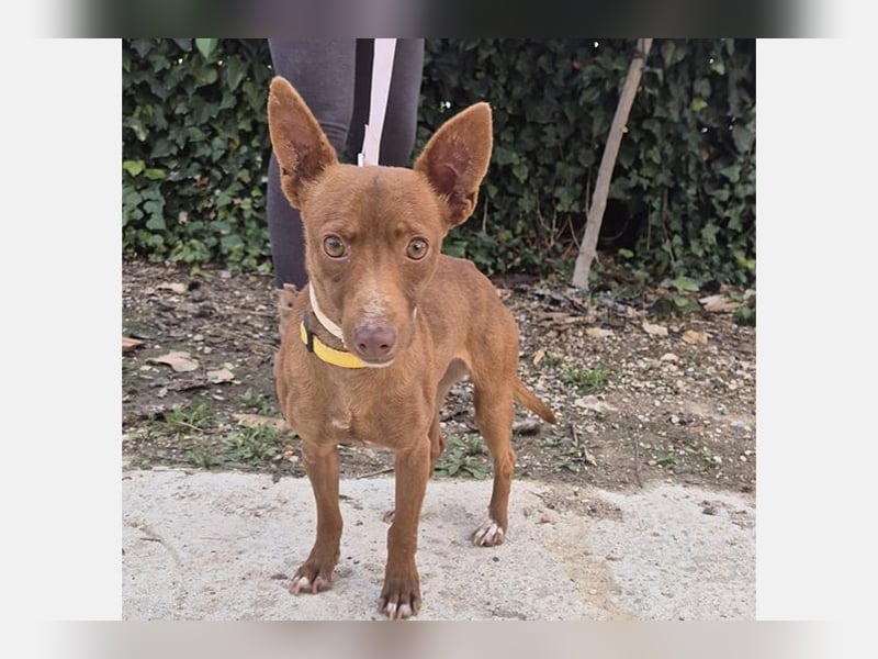 Venus (TO) kleine braune Zuckerschnute