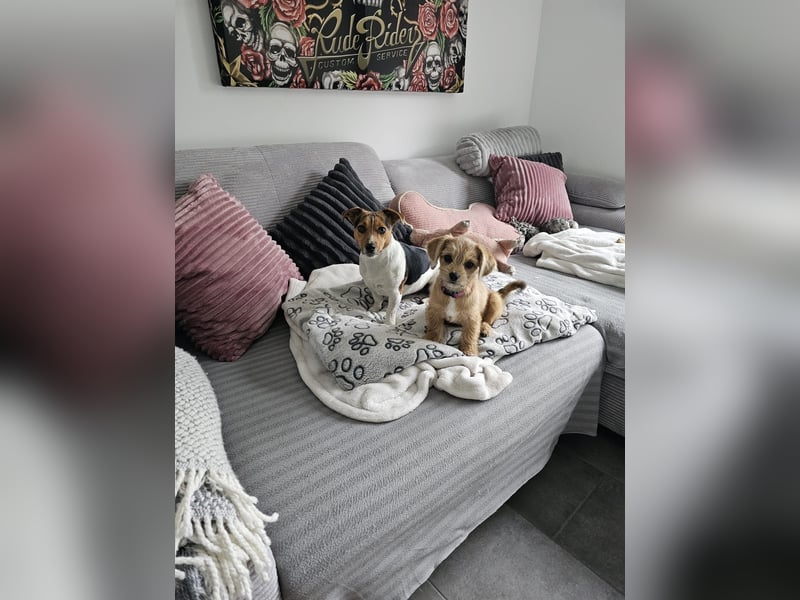 Safi sucht ihr Zuhause
