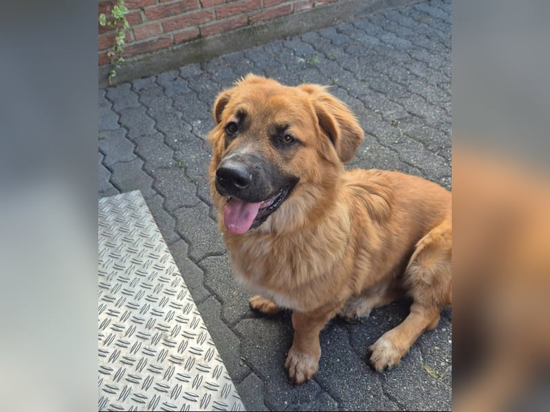 Patch sucht sein Zuhause