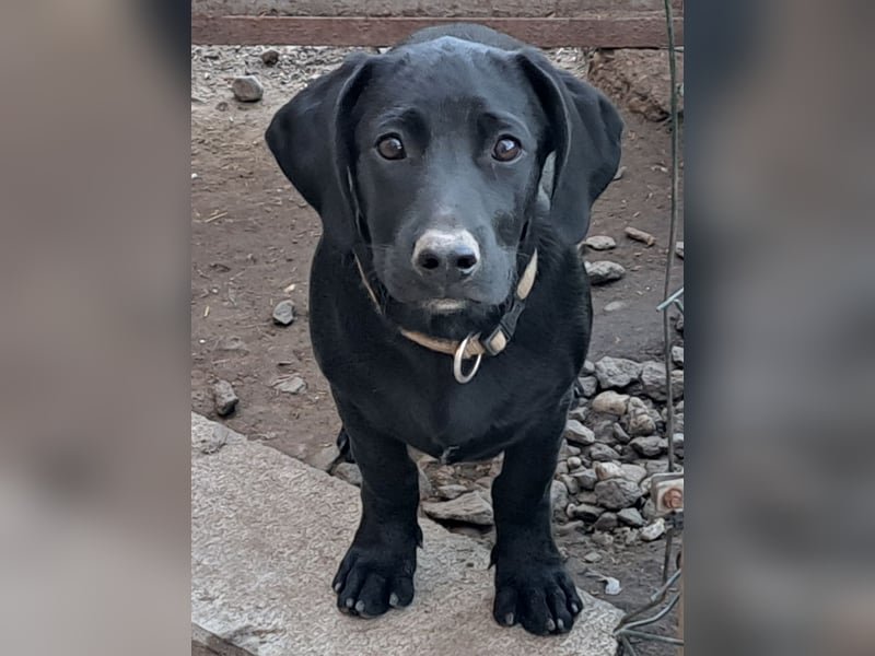 Kleiner Timon ( * 05/2025 ) sucht seine Familie