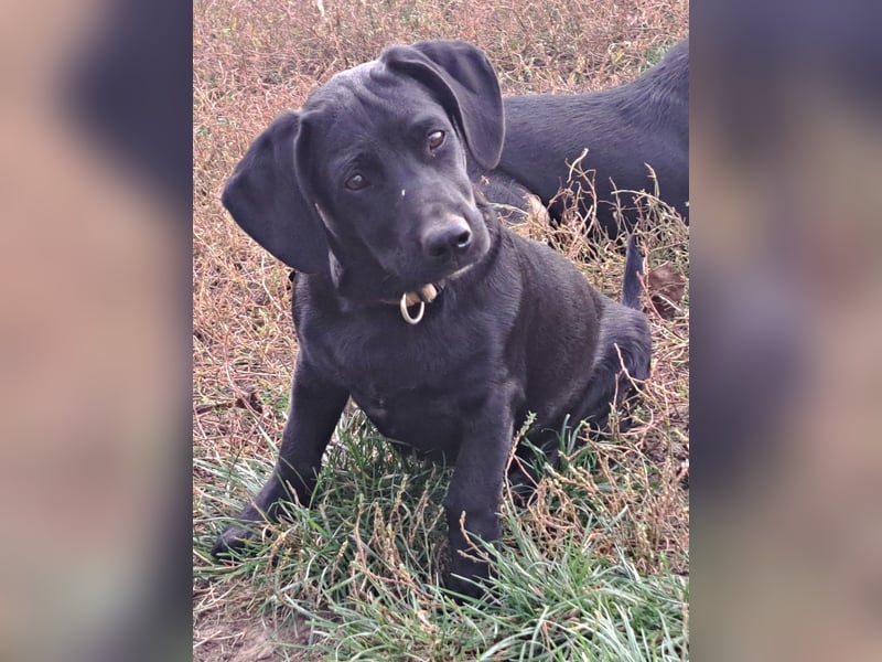 Kleiner Timon ( * 05/2025 ) sucht seine Familie