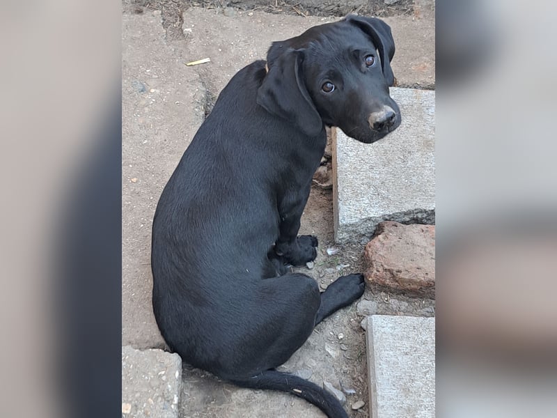 Kleiner Timon ( * 05/2025 ) sucht seine Familie