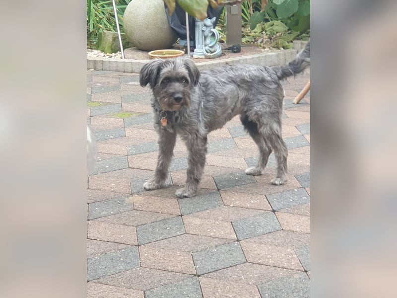 Vroni, fröhliche Hündin sucht ihr Zuhause, PS 04552 Borna