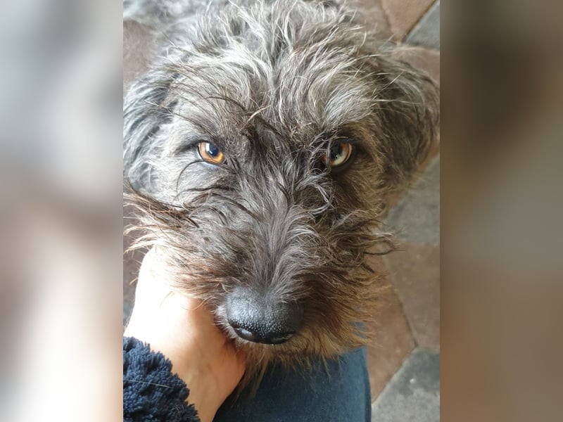 Vroni, fröhliche Hündin sucht ihr Zuhause, PS 04552 Borna