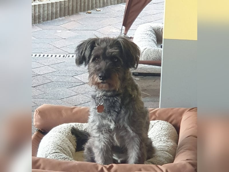 Vroni, fröhliche Hündin sucht ihr Zuhause, PS 04552 Borna