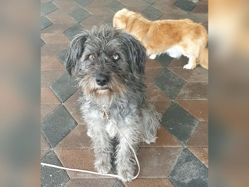 Vroni, fröhliche Hündin sucht ihr Zuhause, PS 04552 Borna