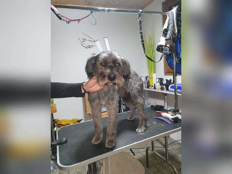 Vroni, fröhliche Hündin sucht ihr Zuhause, PS 04552 Borna