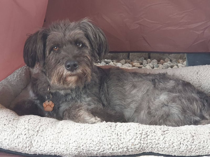 Vroni, fröhliche Hündin sucht ihr Zuhause, PS 04552 Borna