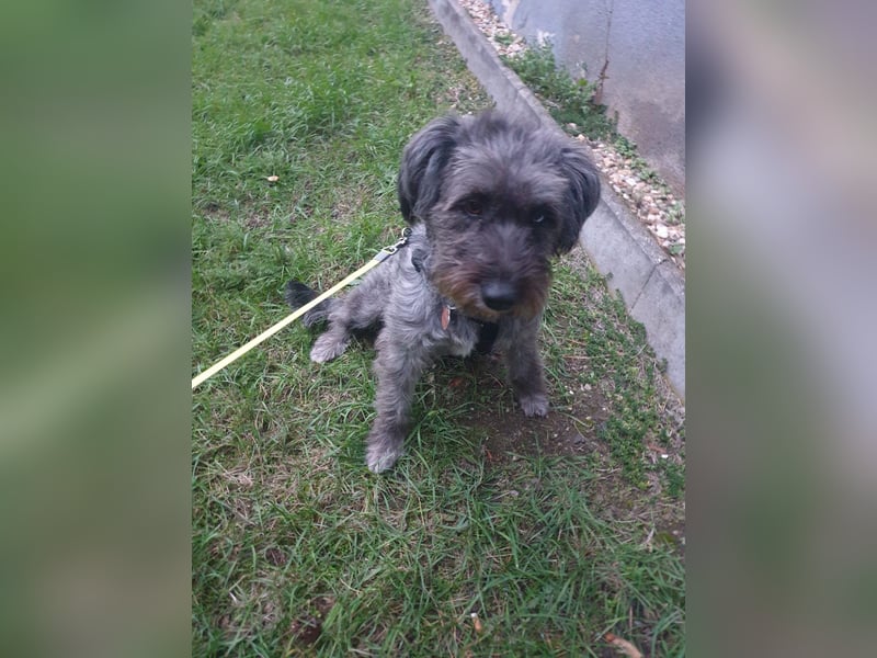 Vroni, fröhliche Hündin sucht ihr Zuhause, PS 04552 Borna