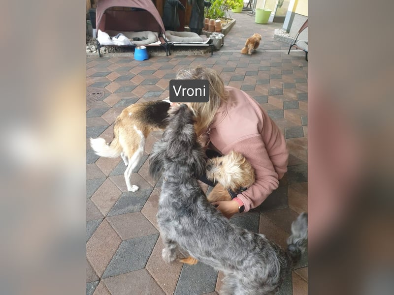 Vroni, fröhliche Hündin sucht ihr Zuhause, PS 04552 Borna