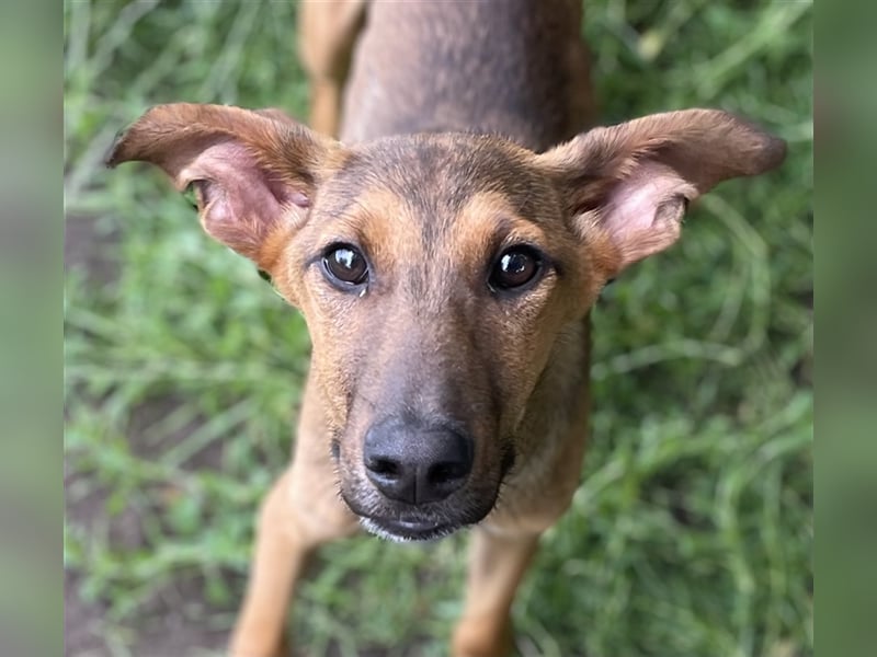 Shelby- aufgewecktes Hundekind