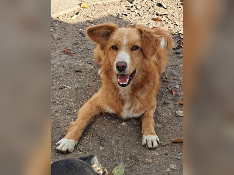 Süßer Calvin ( * 04/ 2023 ) sucht seine Familie