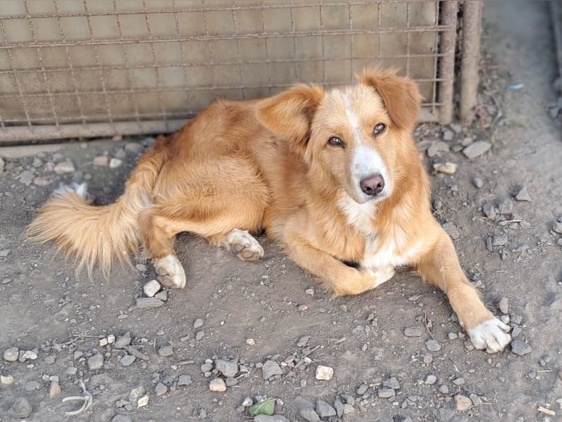 Süßer Calvin ( * 04/ 2023 ) sucht seine Familie