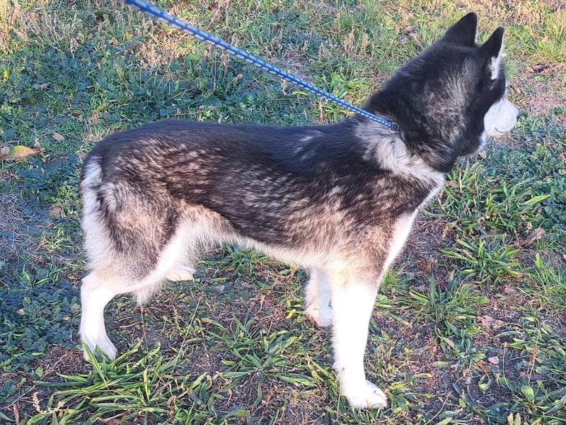 Süße Mindy ( *07/2021 ) sucht ihre Familie