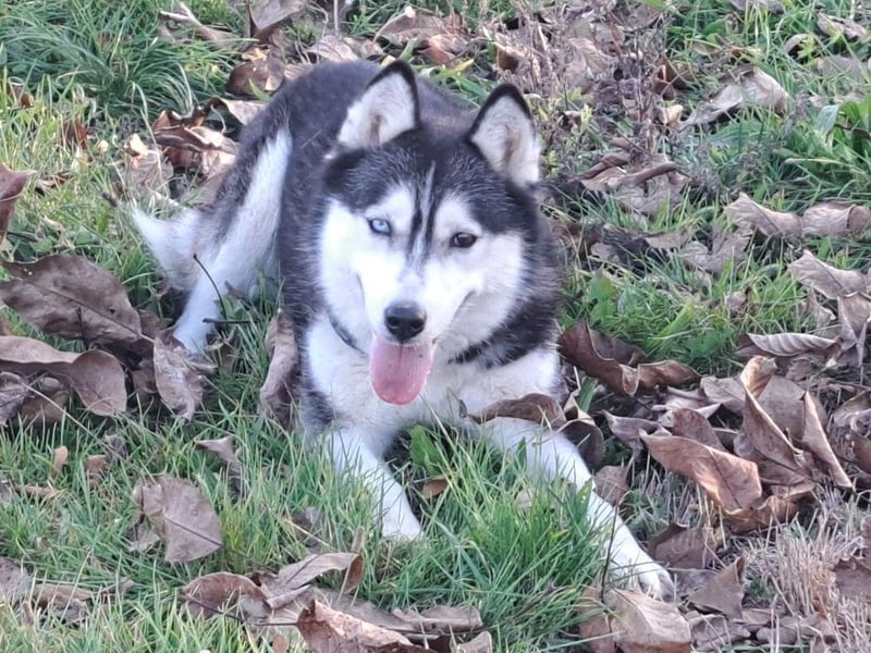 Süße Mindy ( *07/2021 ) sucht ihre Familie