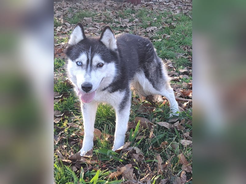 Süße Mindy ( *07/2021 ) sucht ihre Familie