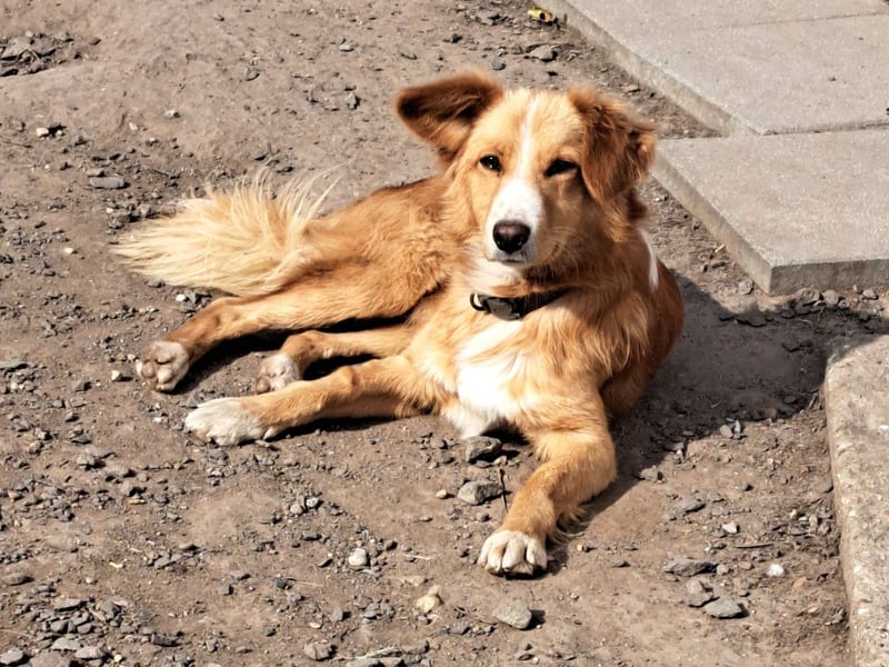 Süßer Calvin ( * 04/ 2023 ) sucht seine Familie