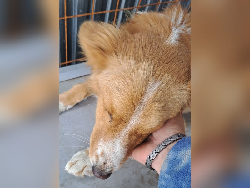 Süßer Calvin ( * 04/ 2023 ) sucht seine Familie