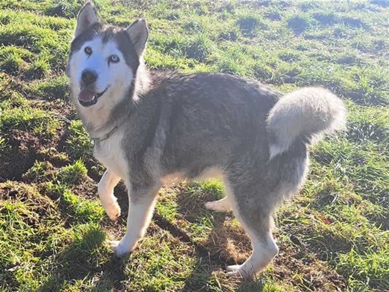 Lola ( * 02.2019 * ) sucht ihre Menschen