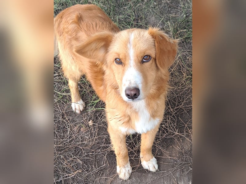 Süßer Calvin ( * 04/ 2023 ) sucht seine Familie