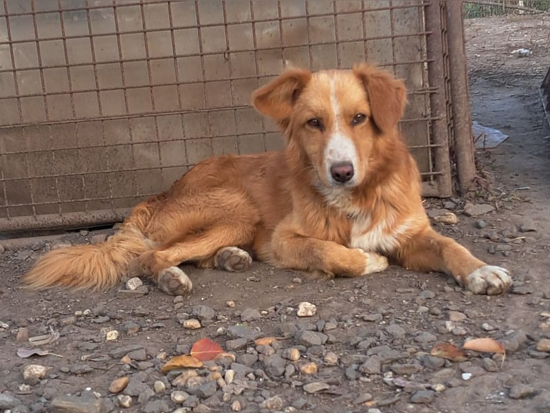 Süßer Calvin ( * 04/ 2023 ) sucht seine Familie