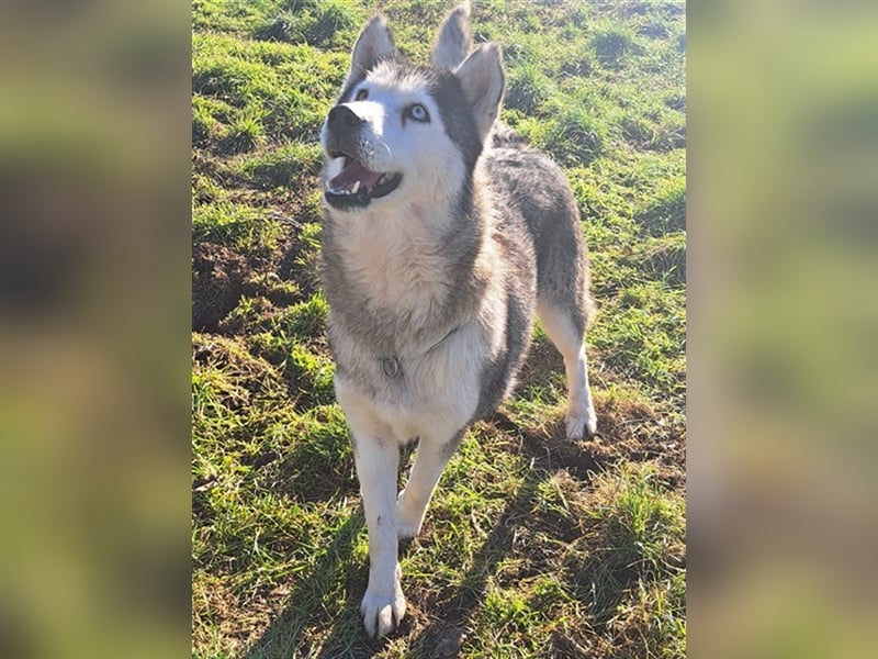 Lola ( * 02.2019 * ) sucht ihre Menschen