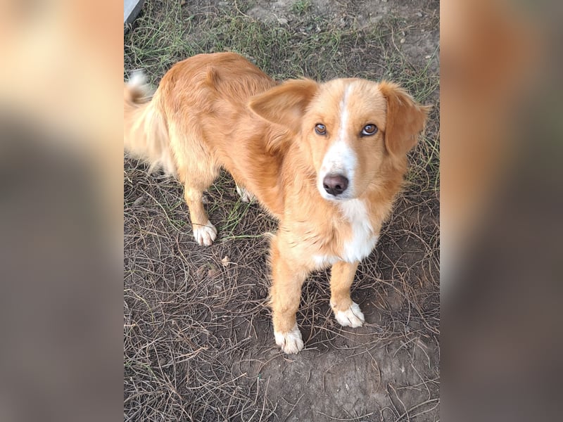 Süßer Calvin ( * 04/ 2023 ) sucht seine Familie