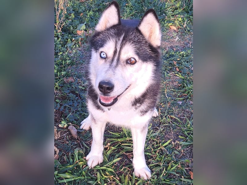 Süße Mindy ( *07/2021 ) sucht ihre Familie