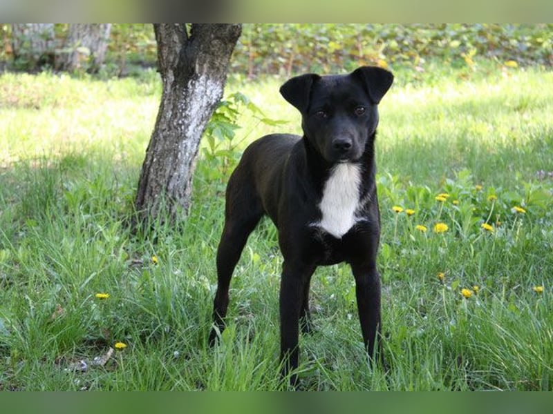 Levi  (in 	94474 Vilshofen) – Vom Straßenhund zum Herzensfreund Levi  (in 	94474 Vilshofen) – Vom Straßenhund zum Herzensfreund