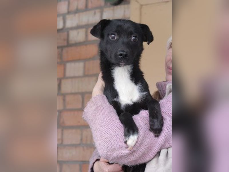 Levi  (in 	94474 Vilshofen) – Vom Straßenhund zum Herzensfreund Levi  (in 	94474 Vilshofen) – Vom Straßenhund zum Herzensfreund