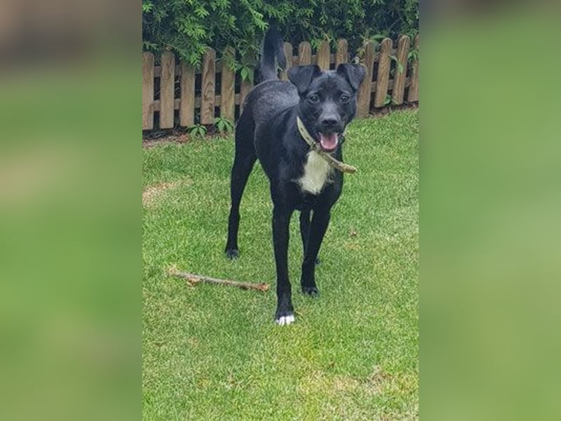 Levi  (in 	94474 Vilshofen) – Vom Straßenhund zum Herzensfreund Levi  (in 	94474 Vilshofen) – Vom Straßenhund zum Herzensfreund