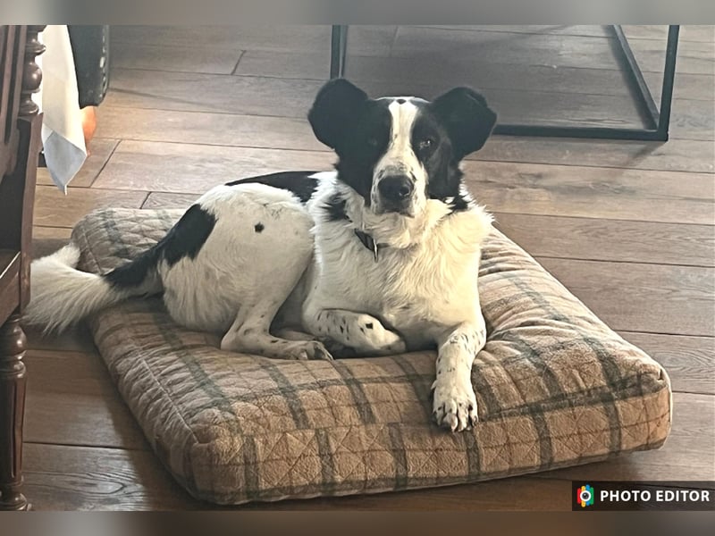Frodo, ein Teddybär zum Knuddeln, PS in 86701 Rohrenfels