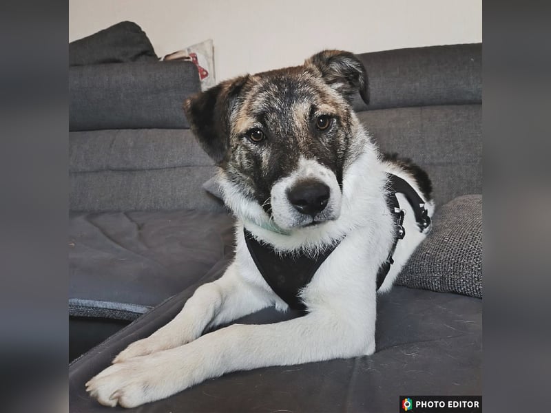 Cookie, Kuschelprofi mit Charakter, PS in 33034 Brakel