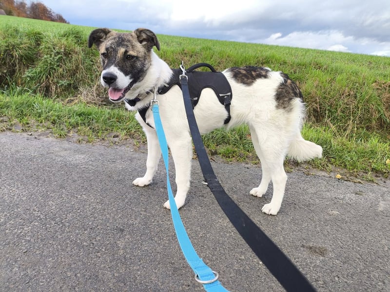 Cookie, Kuschelprofi mit Charakter, PS in 33034 Brakel