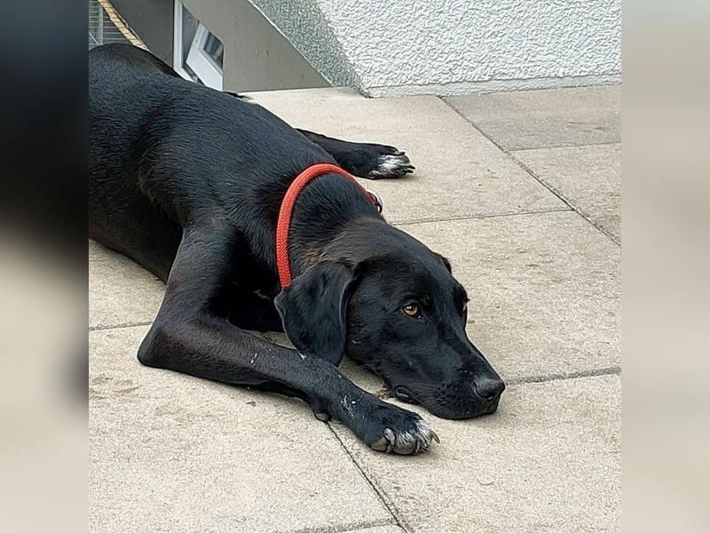 Leila, eine besondere Hündin sucht ihre Familie