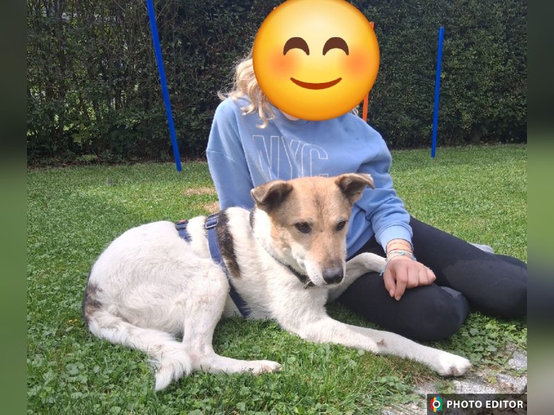Henriko, ein feiner Hundemann sucht sein Zuhause, PS in 85435 Erding