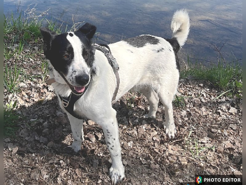 Frodo, ein Teddybär zum Knuddeln, PS in 86701 Rohrenfels