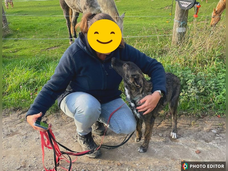 Smarty, kleiner Wirbelwind mit großem Herz, PS in 31863 Coppenbrügge