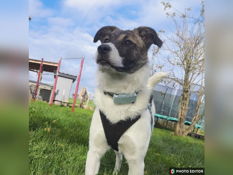 Cookie, Kuschelprofi mit Charakter, PS in 33034 Brakel