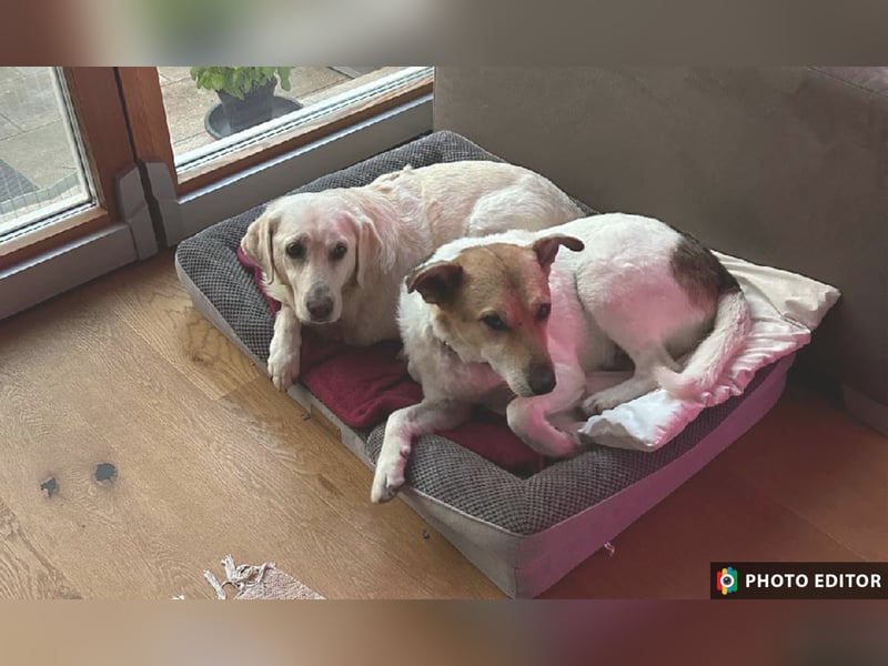 Henriko, ein feiner Hundemann sucht sein Zuhause, PS in 85435 Erding